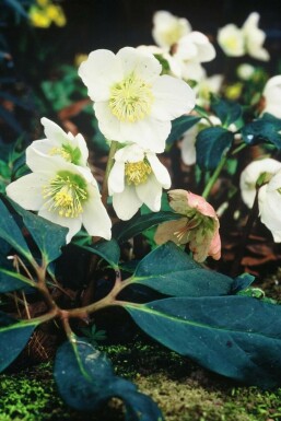 Christmas rose Helleborus niger 5-10 pot P9