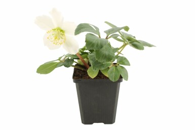 Christmas rose Helleborus niger 5-10 pot P9 Helleborus niger