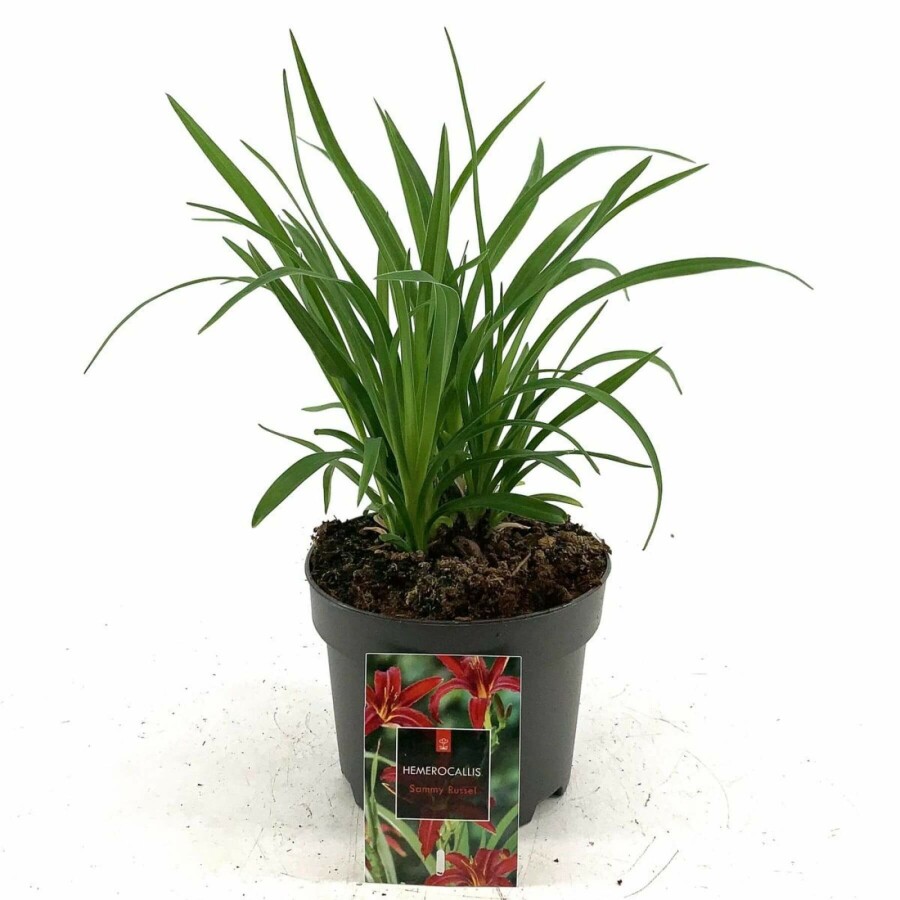 Daylily Hemerocallis 'Sammy Russell' 10-15 pot C2 Hemerocallis 'Sammy Russell'
