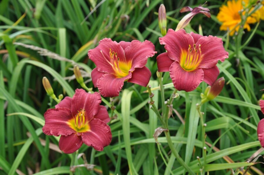 Daylily Hemerocallis 'Sammy Russell' 5-10 pot P9 Hemerocallis 'Sammy Russell'