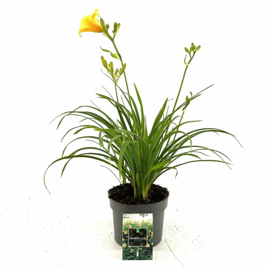 Daylily Hemerocallis 'Stella de Oro' 10-15 pot C2 Hemerocallis 'Stella de Oro'