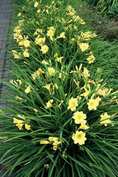 Daylily Hemerocallis 'Stella de Oro' 5-10 pot P9 Hemerocallis 'Stella de Oro'