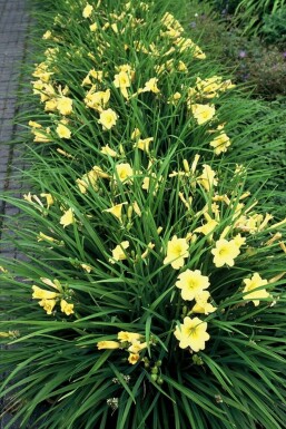 Daylily Hemerocallis 'Stella de Oro' 5-10 pot P9