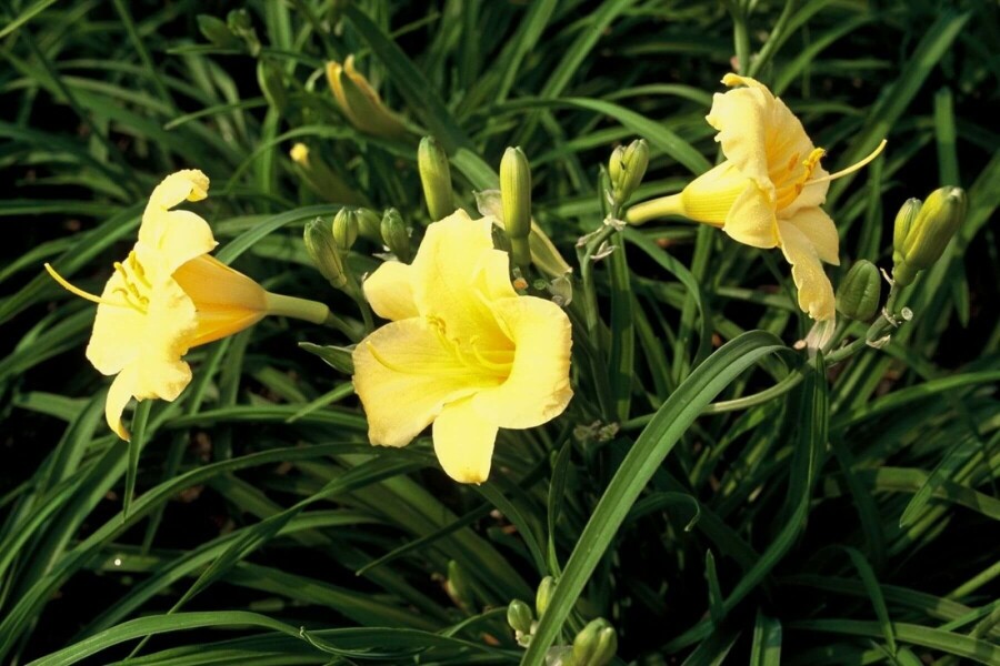 Daylily Hemerocallis 'Stella de Oro' 5-10 pot P9 Hemerocallis 'Stella de Oro'