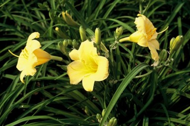 Daylily Hemerocallis 'Stella de Oro' 5-10 pot P9