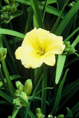 Daylily Hemerocallis 'Stella de Oro' 5-10 pot P9 Hemerocallis 'Stella de Oro'