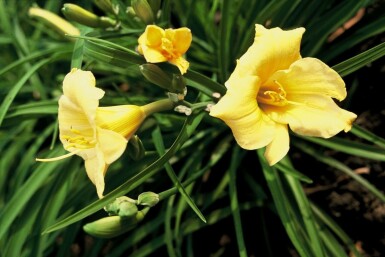 Daylily Hemerocallis 'Stella de Oro' 5-10 pot P9 Hemerocallis 'Stella de Oro'