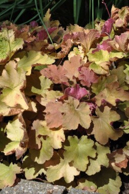 Alum root Heuchera 'Caramel' 5-10 pot P9