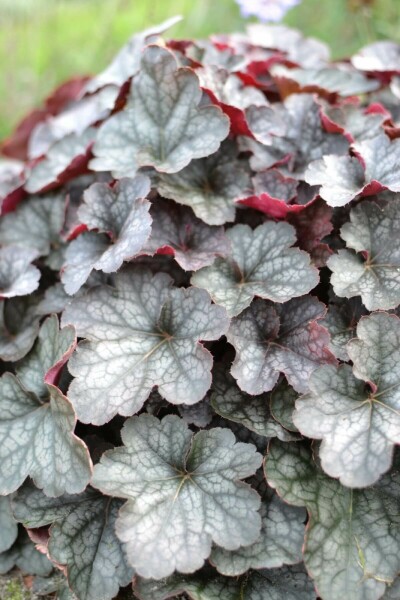 Alum root Heuchera 'Regina' 5-10 pot P9 Heuchera 'Regina'