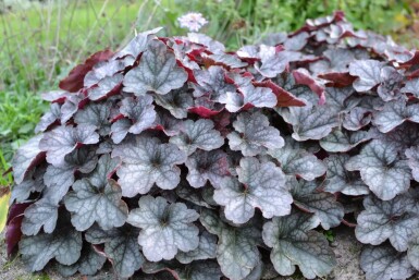 Alum root Heuchera 'Regina' 5-10 pot P9 Heuchera 'Regina'