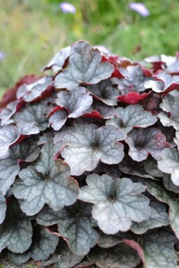 Alum root Heuchera 'Regina' 5-10 pot P9 Heuchera 'Regina'