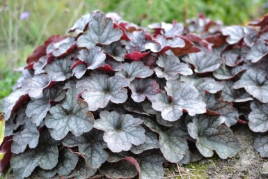 Alum root Heuchera 'Regina' 5-10 pot P9 Heuchera 'Regina'