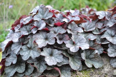 Alum root Heuchera 'Regina' 5-10 pot P9