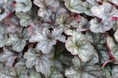 Alum root Heuchera 'Regina' 5-10 pot P9 Heuchera 'Regina'