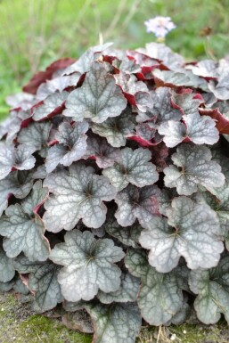 Alum root Heuchera 'Regina' 5-10 pot P9 Heuchera 'Regina'