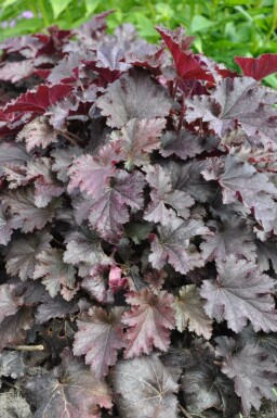 Alum root Heuchera 'Stormy Seas' 5-10 pot P9