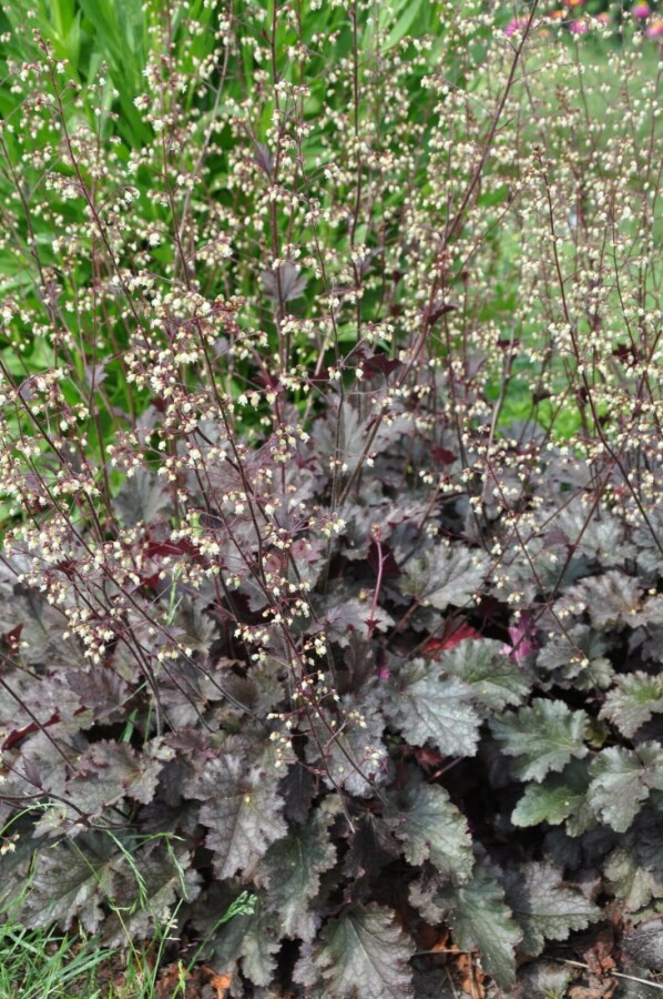 Alum root Heuchera 'Stormy Seas' 5-10 pot P9 Heuchera 'Stormy Seas'