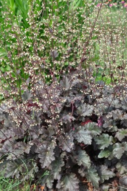Alum root Heuchera 'Stormy Seas' 5-10 pot P9 Heuchera 'Stormy Seas'