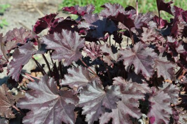 Alum root Heuchera 'Stormy Seas' 5-10 pot P9 Heuchera 'Stormy Seas'