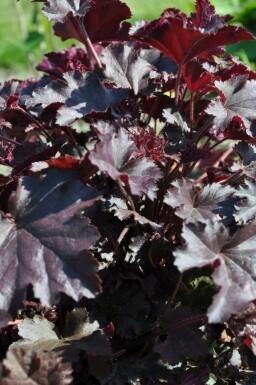 Alum root Heuchera 'Stormy Seas' 5-10 pot P9 Heuchera 'Stormy Seas'