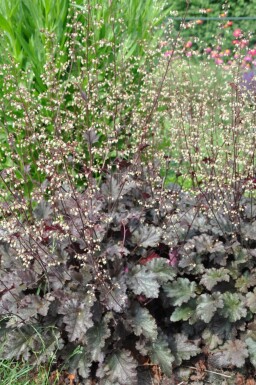 Alum root Heuchera 'Stormy Seas' 5-10 pot P9 Heuchera 'Stormy Seas'