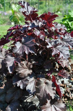 Alum root Heuchera 'Stormy Seas' 5-10 pot P9 Heuchera 'Stormy Seas'