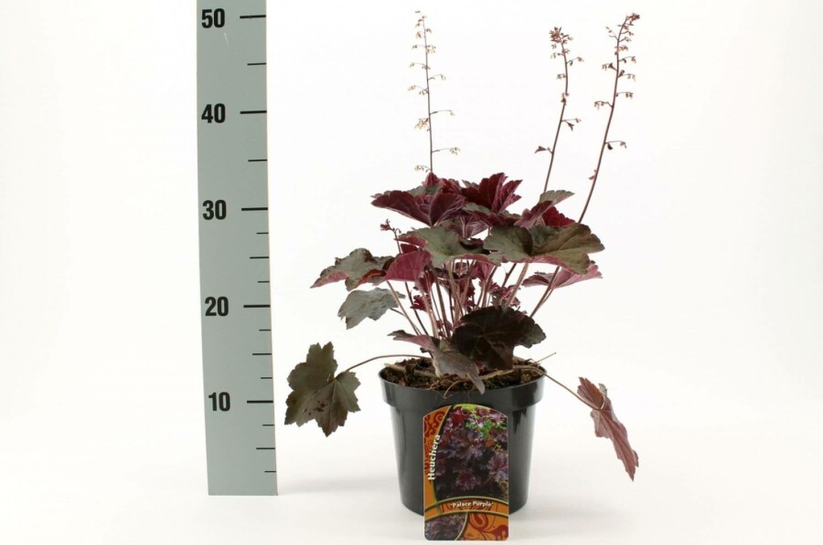 Alum root Heuchera micrantha 'Palace Purple' 10-15 pot C2 Heuchera micrantha 'Palace Purple'