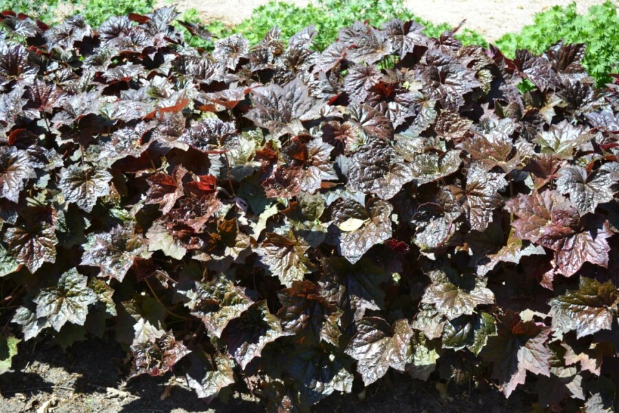 Alum root Heuchera micrantha 'Palace Purple' 10-15 pot C2 Heuchera micrantha 'Palace Purple'