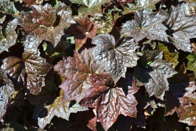Alum root Heuchera micrantha 'Palace Purple' 10-15 pot C2 Heuchera micrantha 'Palace Purple'