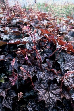 Alum root Heuchera micrantha 'Palace Purple' 5-10 pot P9