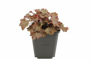 Alum root Heuchera micrantha 'Palace Purple' 5-10 pot P9