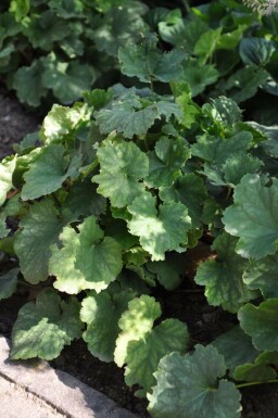 Coral bells Heuchera sanguinea 'Leuchtkäfer' 5-10 pot P9 Heuchera sanguinea 'Leuchtkäfer'