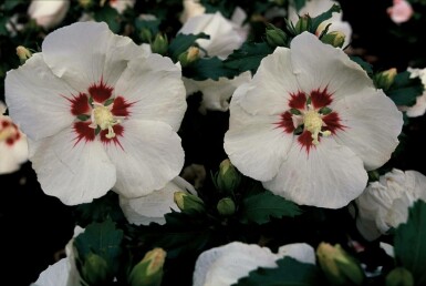Rose of Sharon Hibiscus syriacus 'Red Heart' shrub 20-30 pot C2