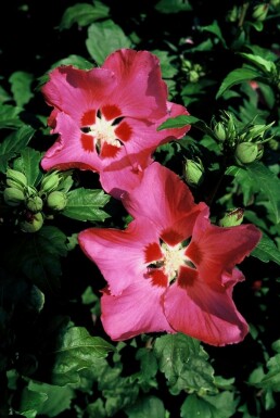 Rose of Sharon Hibiscus syriacus 'Woodbridge' shrub 20-30 pot C2