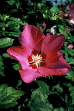 Rose of Sharon Hibiscus syriacus 'Woodbridge' shrub 20-30 pot C2