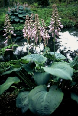Plantain lily Hosta 'Blue Angel' 5-10 pot P9 Hosta 'Blue Angel'