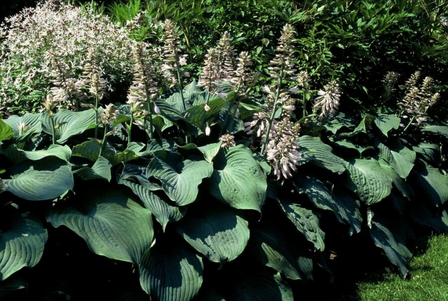 Plantain lily Hosta 'Blue Angel' 5-10 pot P9 Hosta 'Blue Angel'