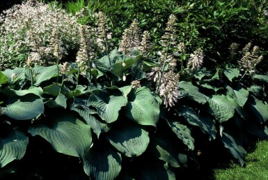 Plantain lily Hosta 'Blue Angel' 5-10 pot P9 Hosta 'Blue Angel'