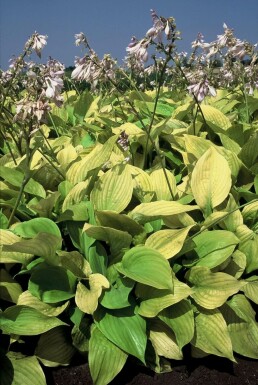 Plantain lily Hosta 'Sum and Substance' 5-10 pot P9 Hosta 'Sum and Substance'