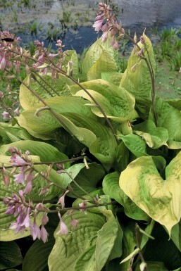Plantain lily Hosta 'Sum and Substance' 5-10 pot P9 Hosta 'Sum and Substance'