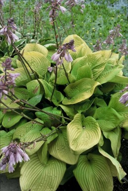 Plantain lily Hosta 'Sum and Substance' 5-10 pot P9