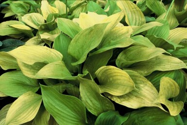 Plantain lily Hosta 'Sum and Substance' 5-10 pot P9