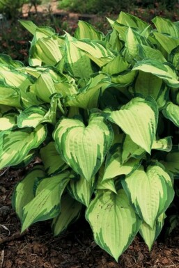 Golden Fortune plantain lily Hosta fortunei 'Albopicta' 5-10 pot P9 Hosta fortunei 'Albopicta'