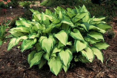 Golden Fortune plantain lily Hosta fortunei 'Albopicta' 5-10 pot P9 Hosta fortunei 'Albopicta'
