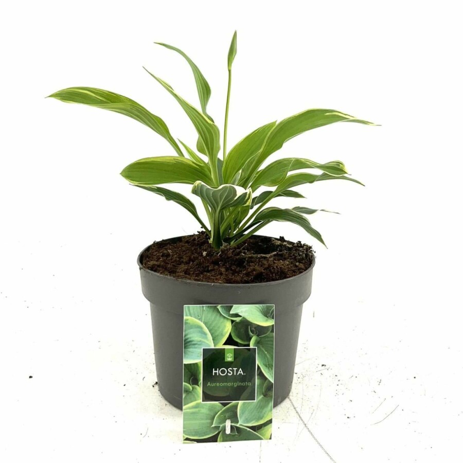 Gold-edged plantain lily Hosta fortunei 'Aureomarginata' 10-15 pot C2 Hosta fortunei 'Aureomarginata'