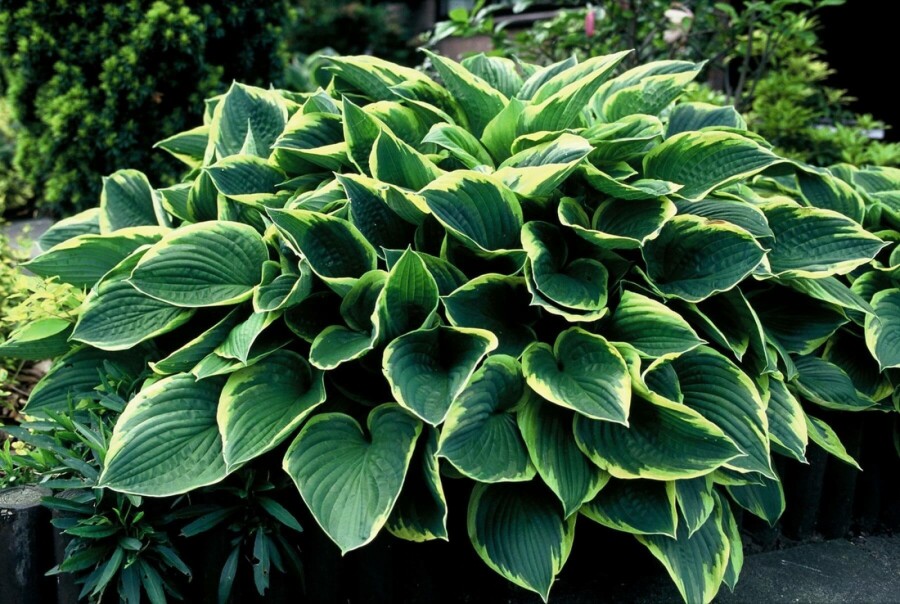 Gold-edged plantain lily Hosta fortunei 'Aureomarginata' 5-10 pot P9 Hosta fortunei 'Aureomarginata'