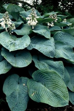 Giant blue hosta Hosta sieboldiana 'Elegans' 5-10 pot P9 Hosta sieboldiana 'Elegans'