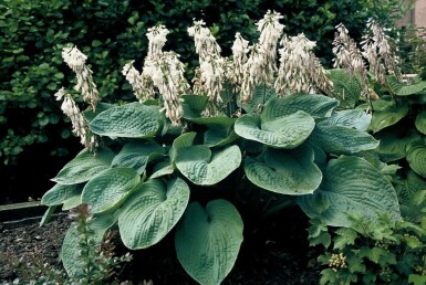 Giant blue hosta Hosta sieboldiana 'Elegans' 5-10 pot P9 Hosta sieboldiana 'Elegans'
