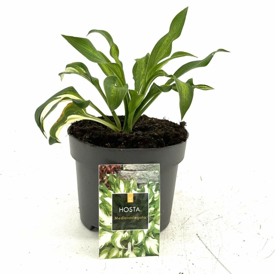 Wavy plantain lily Hosta undulata 'Mediovariegata' 10-15 pot C2 Hosta undulata 'Mediovariegata'