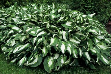 Wavy plantain lily Hosta undulata 'Mediovariegata' 10-15 pot C2 Hosta undulata 'Mediovariegata'